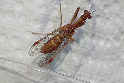 Réf. 268 932 : Mantispa styriaca